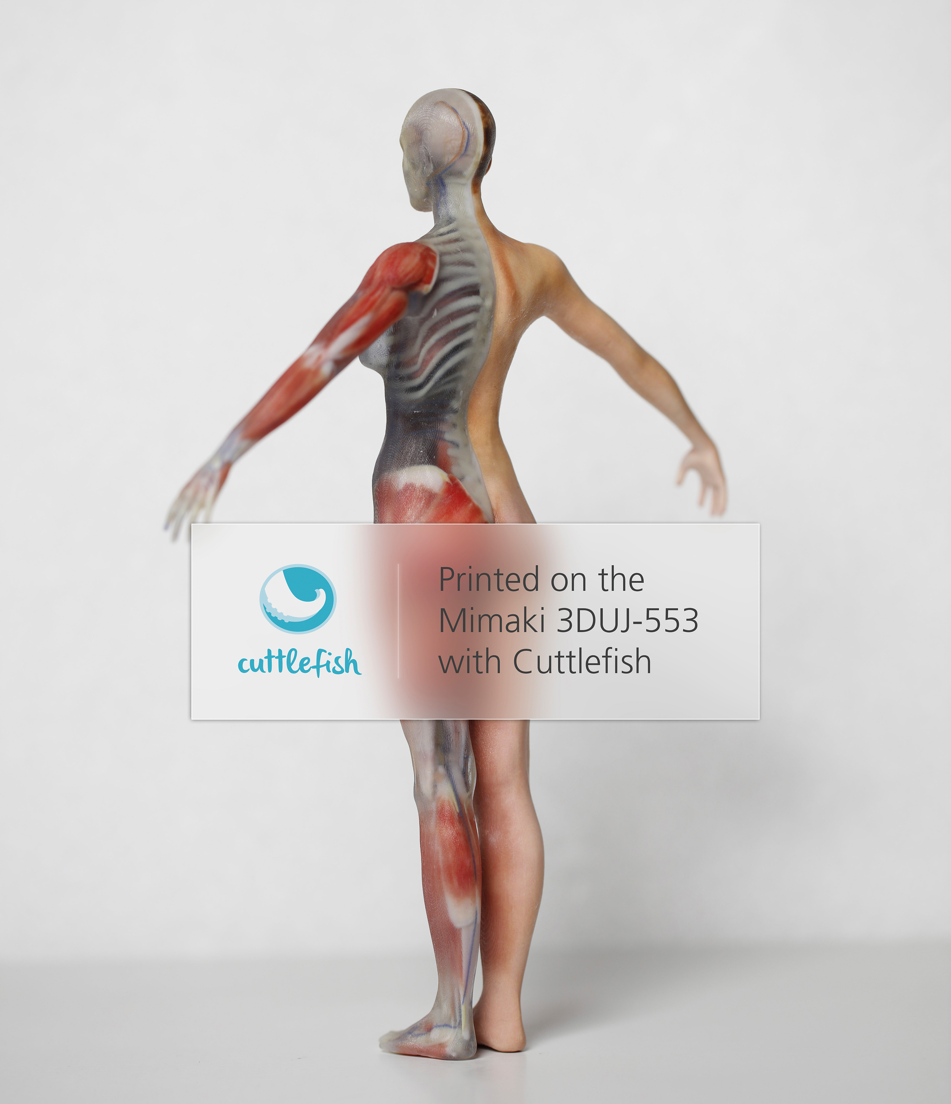 Cuttlefish 2019 12 03 Mimaki Anatomy 5ec58d62a6ccc