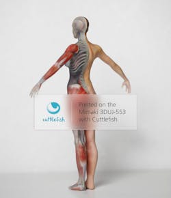 Cuttlefish 2019 12 03 Mimaki Anatomy 5ec58d62a6ccc Cuttlefish 2019 12 03 Mimaki Anatomy 5ec58d62a6ccc