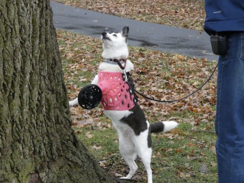 Tika, a border collier-Jack Russell terrier mix, scopes out the action in a tree.