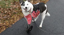 Tika enjoys a walk with her 3-D printed prosthetic.
