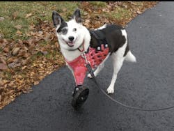 Tika enjoys a walk with her 3-D printed prosthetic. Tika enjoys a walk with her 3-D printed prosthetic.