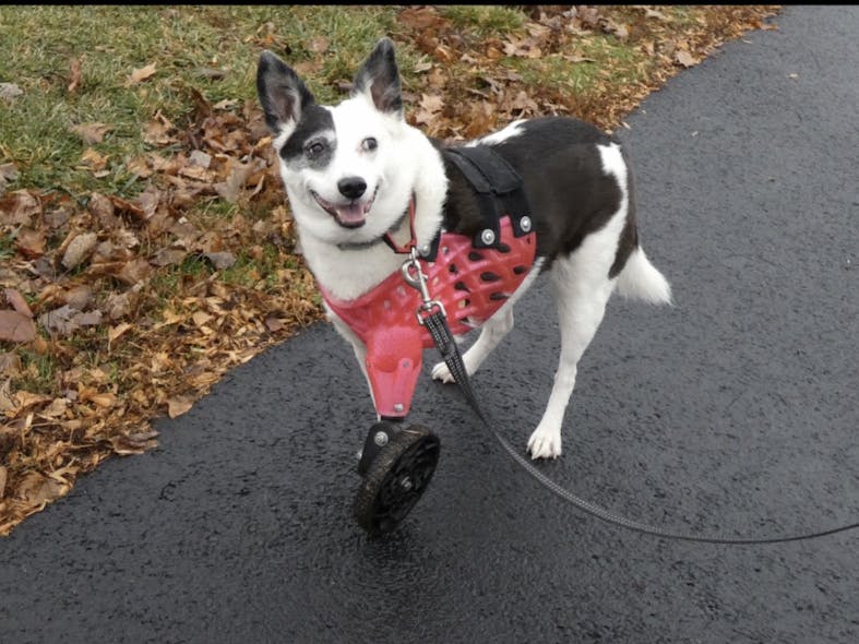 Tika enjoys a walk with her 3-D printed prosthetic.