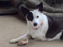 Tika hurt her front leg as a street dog, and later efforts to repair it were unsuccessful. She's lived most of her life as a tripod. Tika hurt her front leg as a street dog, and later efforts to repair it were unsuccessful. She's lived most of her life as a tripod.