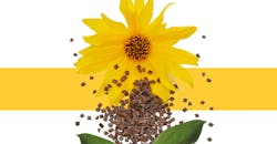 Bioresins White Paper Bioresins White Paper