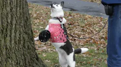 3D Pets makes 3D printed prosthetics for 'tripod' dogs like Tika.
