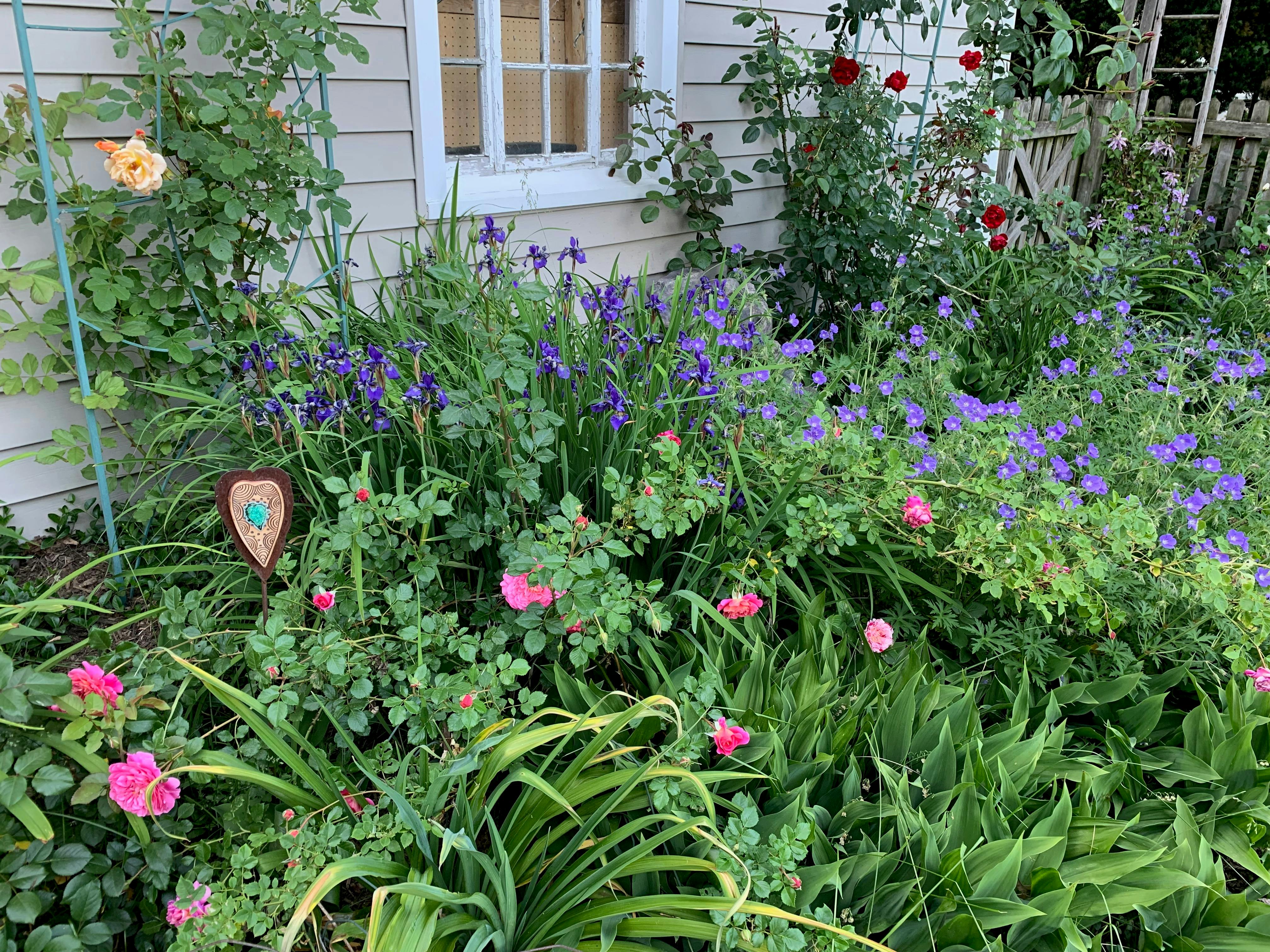 A backyard garden bed with roses and perennials