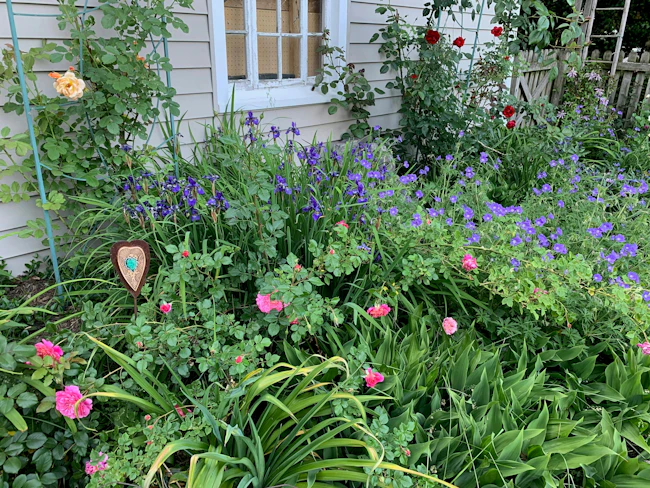 A backyard garden bed with roses and perennials