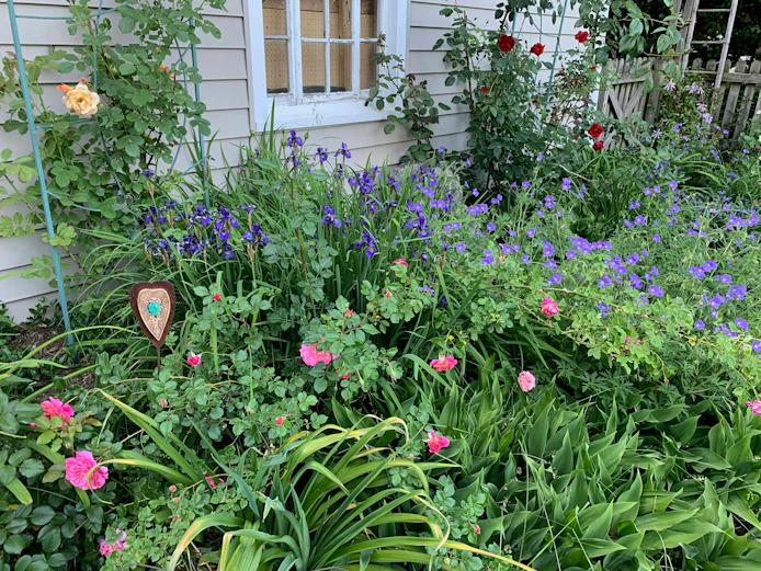A backyard garden bed with roses and perennials