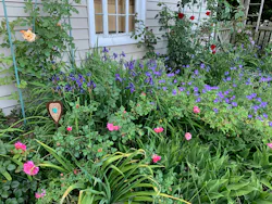 A backyard garden bed with roses and perennials A backyard garden bed with roses and perennials